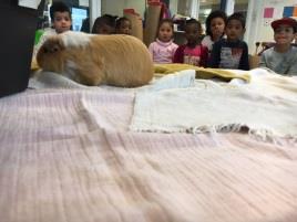 Knuffelles Vrijdag is de kinderboerderij met een aantal dieren bij de groepen 1 tot en met 3 langs geweest. Dat maakt het leuk en lekker om gezonder te eten en te leven.