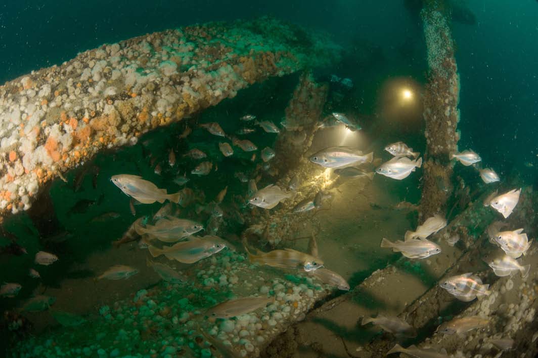 8 Wrakken op de Noordzeebodem bieden een hechtplaats voor diverse zee-organismen van hard substraat, maar ook een schuilplaats voor veel andere dieren, waaronder vissen als deze steenbolken
