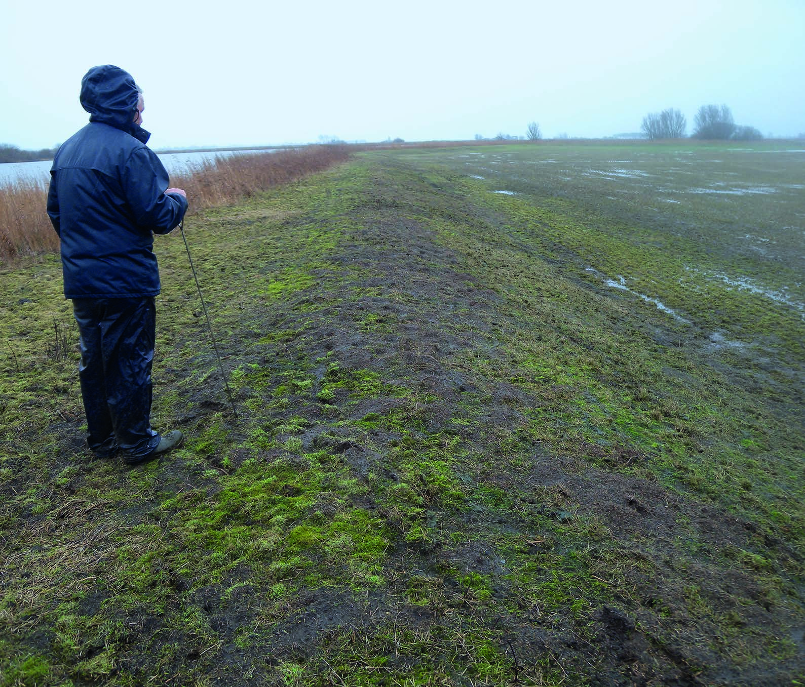 Uit die gegevens kwam geen verband naar voren tussen de aanwezigheid van muizen en factoren als drooglegging, kruidenrijkheid van het grasland (landgebruik) en weidegang.