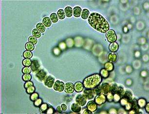 Blauw- algen = cyanobacteriën