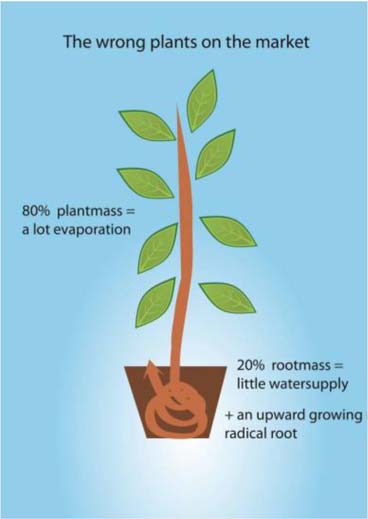 Stap 3: Het prepareren van de plant Het succes van de Waterboxx is voor een belangrijk deel afhankelijk van een goede preparatie van de planten.