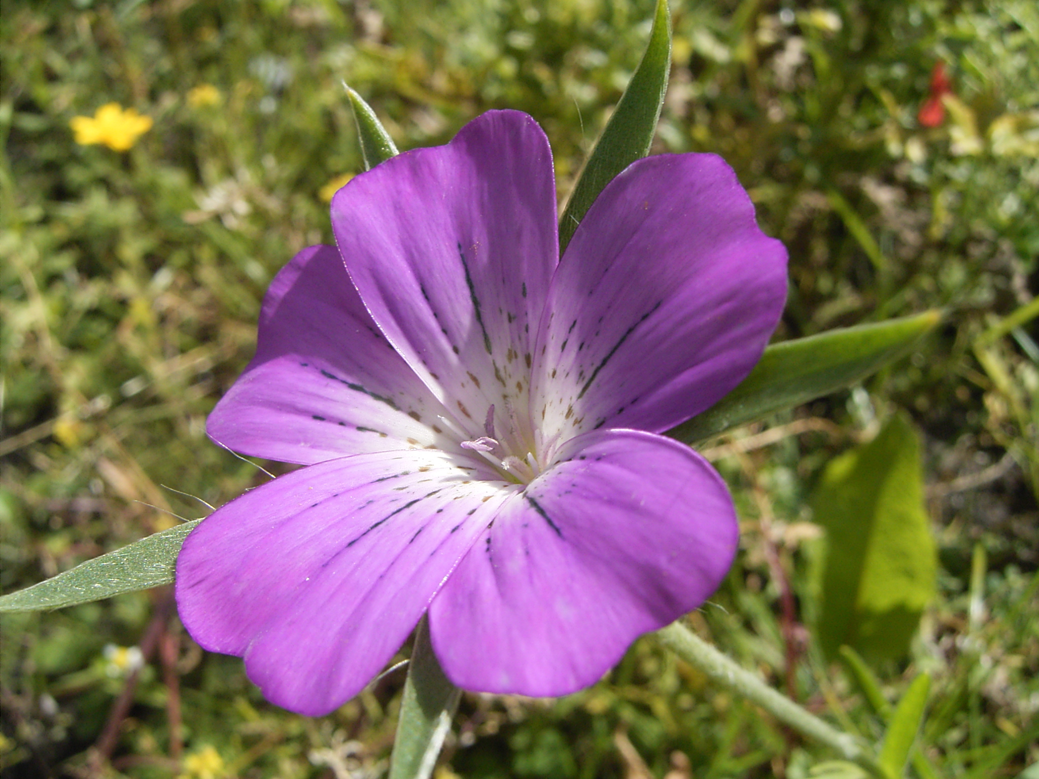 BIAXiaal 596 16 paars-roze bloemen (figuur 6). Uit beerputonderzoek blijkt dat de zaden vroeger met het graan werden meegeoogst en uiteindelijk samen met het graanproduct werden opgegeten.