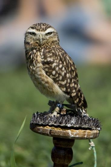 Bij een kinderfeestje bij u thuis moet U zich het volgende voorstellen. Wij komen met onze vogels naar U thuis. Wij hebben dan bij zo ongeveer 8 vogels.