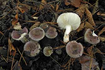 De begroeide vijveroevers, eilandjes en dreven van de Aanwijsputten in Bulskampveld zijn een hotspot voor zeldzame paddenstoelen. dijnzwammen.