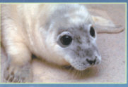 Marijke Adopties Geadopteerd op 17 februari 1994, grijze zeehond, gevonden aan de Belgische kust en per vliegtuig overgebracht naar Pieterburen. Vrij op Terschelling.