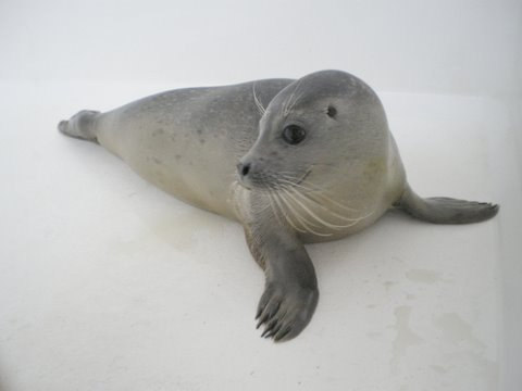 Eljo Geadopteerd op 22 augustus 2009, gewone zeehond, gevonden aan Dishoek in Zeeland. Vrijgelaten op 28 November 2009 a. h. strand van Renesse.