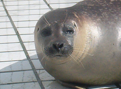 Patrick Geadopteerd 22 juli 2010, gewone zeehond, gevonden bij Noordpolderzijl en vrijgelaten te Renesse op 12 december 2010. In vooruitzicht gestelde adopties 1. HERAZITA 2. JUNIOR 3.