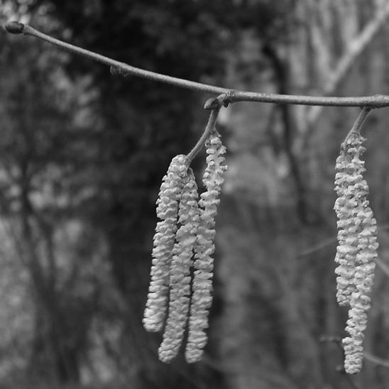 elskatjes o Hazelaars bloeien vroeg: halverwege maart worden de meeste pollen geproduceerd, maar in een zachte winter kan de bloei al eind december beginnen.