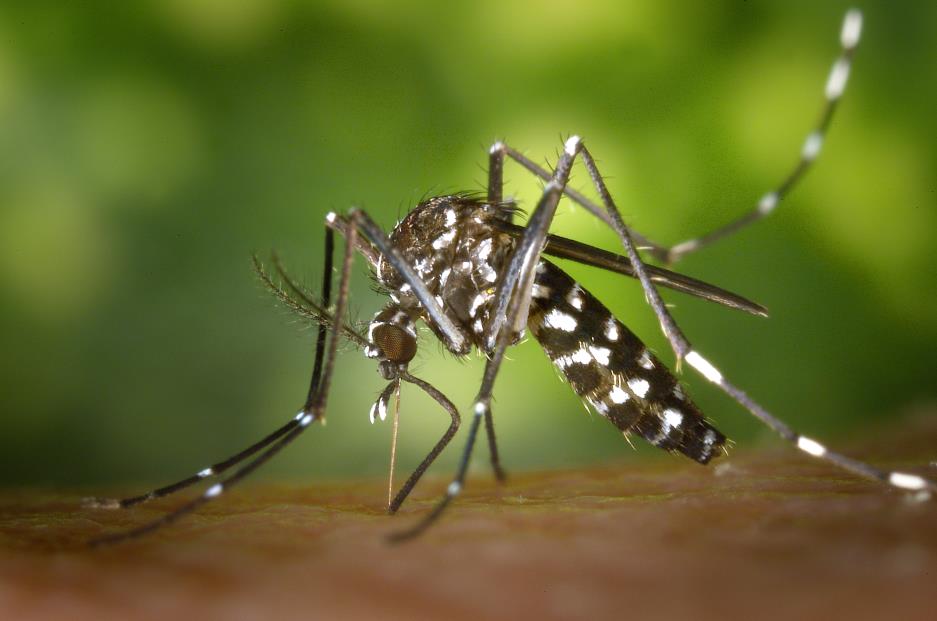 Transmissie Arbovirus: Aedes aegypti (gelekoortsmug of Denguemug) en Aedes