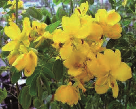 DE MEDITERRANE TUIN Deze maand: Cassia corymbosa. Nu we richting zomer gaan, wil ik u graag attent maken op een makkelijke en mooi bloeiende plant, genaamd de Cassia corymbosa.