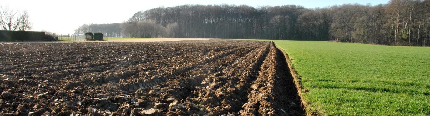 Kenmerken van de Reference Soil Groups Alisols en Luvisols in Vlaanderen Stefaan Dondeyne, Laura Vanierschot, Roger Langohr, Eric Van Ranst en Jozef Deckers Deze beide groepen bodems zien er