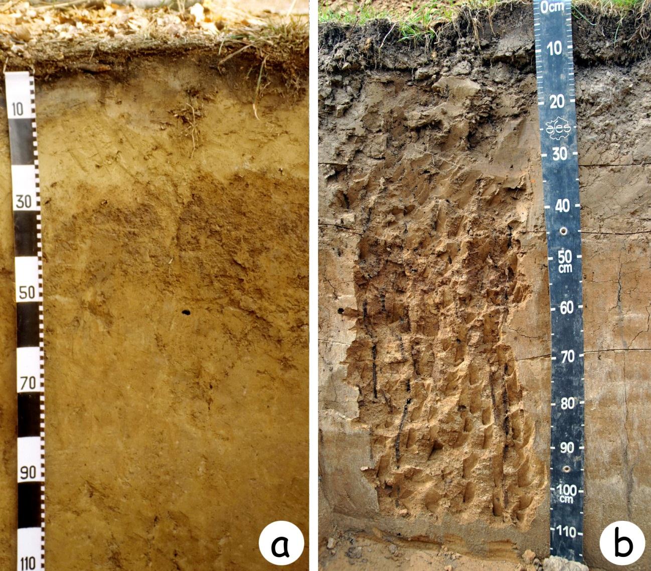 Foto 1 (a) Fragic Alisol, bodemtype waba, een erg zure bodem met een kleiaanrijkingshorizont onder bos (Zoniënwound, Vlaams-Brabant); (b) Haplic Luvisol, bodemtype Aba, een