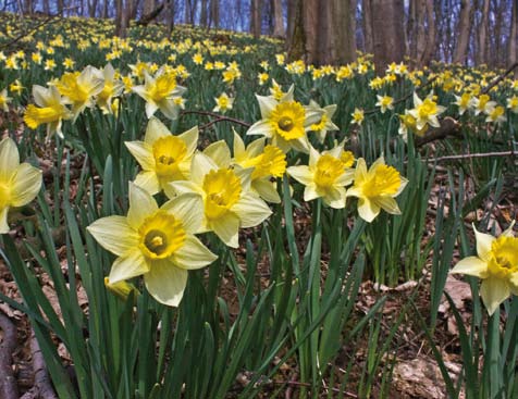 Wandeling 14 9 km 3u Kelmis Cascade Burg Geul Hohnbach Moulin du Le Katharinenstift Le ouhon Lontzener Heide Lontzenerbach Bloemen vallei Robert Schmetz Lontzen L o n t z e n K e l m i s Ontdek een