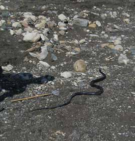 nabij olijfboomgaarden. Een juveniele slang van 45 cm had zich onder een platte steen verscholen.