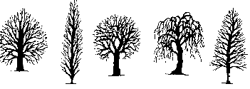 6. Populier 1. Op welk figuur van het kaartspel lijkt het blad? 2. Ga op een afstandje staan en kruis aan welke vorm de boom heeft. 0 0 0 0 0 3.