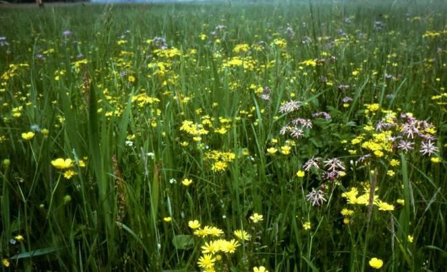 Blad - 35 - Referentiebeeld van een Dotterbloemhooiland met onder andere Waterkruiskruid en Echte koekoeksbloem 3.