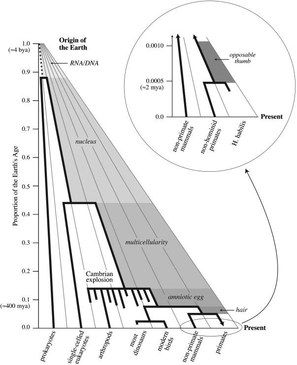 Bijlage 2: uit Catley K.M., N. L. (2008). Digging deep: exploring college students knowledge of macroevolutionary time. Journal of research in science teaching Volume 46, Number 3, 311-332.