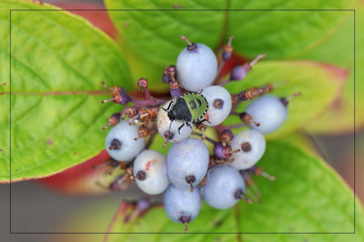 Deze nimfen van de groene stinkwants zijn ongeveer gelijke oud, het zijn nimfen van de 5 e instar. Na nog een vervelling zijn ze volwassen. Na een vervelling moeten insecten nog uitkleuren.