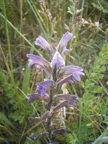 Hondskruid Kegelsilene Blauwe bremraap Figuur 6.5 Kenmerkende plantensoorten in de duinen van Rijnland.