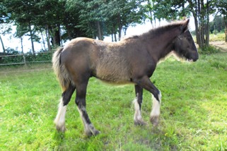 BOURBON (Hengst, 2012) Moeder: Balanga Vader: Baggio Beschrijving: een vriendelijk en nieuwsgierige jaarling.