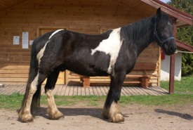 SANCHO (Ruin, 2007) Moeder: onbekend Vader: onbekend Beschrijving: Sancho is een wat lichter gebouwde tinker en is een vriendelijk paard, probleemloos in omgang.