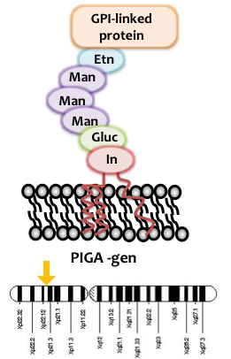 PNH: a stem cell disease characterized by PIGA mutation Mutation in the PIGA gen is associated to loss of Glycosylphosphatidylinositol (GPI)-anchor but is not sufficient to induce PNH: Healthy