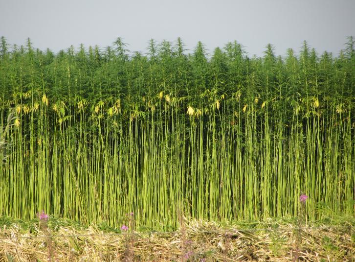 Biomasssa Bamboe Grassoort 100 ton /ha /5 jaar Hoge c02 opnametov bomen lage dichtheid dus per sado gelijk.