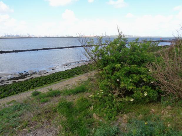 Oosterse morgenster de Nieuwe Waterweg PWG-excursie naar Hoek van Holland op 20 mei 2015 Op 20 mei 2015 trokken we vijf man sterk naar Hoek van Holland.