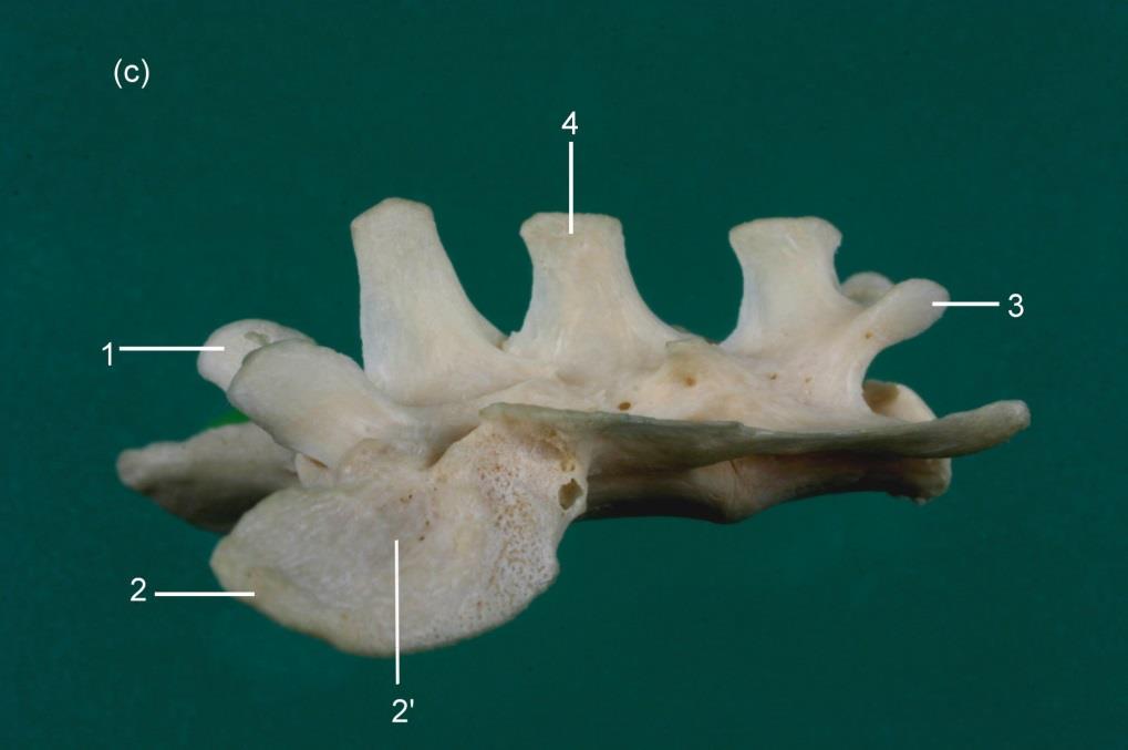 Fig. 22: (a) Dorsaal aanzicht sacrum: 1=ala ossis sacri; 2=basis ossis sacri; 3=processus articularis cranialis; 4=facies auricularis; 5=foramen sacrale dorsale; 6=processus articularis caudalis;