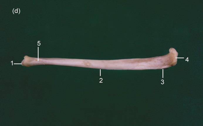 Fig. 37: (a) Craniaal aanzicht van de tibia: 1=cochlea tibiae; 2=malleolus medialis; 3=margo cranialis; 4=tuberositas tibiae; 5=condylus medialis; 6=condylus lateralis (b) Caudaal aanzicht van de