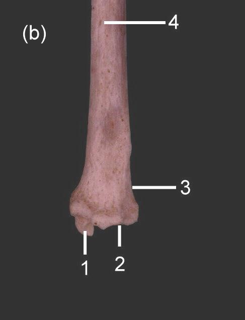 2.2.4.3 Distale deel van de tibia De cochlea is het distale uiteinde van de tibia. Deze vormt samen met de talus en calcaneus het tibiotarsale gewricht (Fig. 41). Fig.