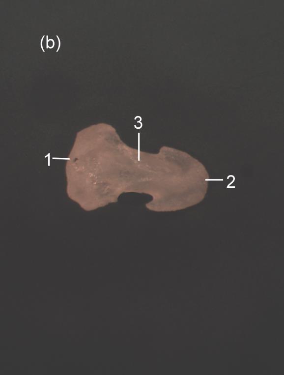 Distaal hiervan wordt het nagelbeen smaller ter vorming van de schacht of het corpus phalangis distalis dat afgeplat is en een vlakke facies dorsalis en facies plantaris heeft (Fig. 61). Fig.