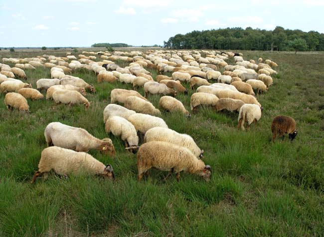 5 Eigendom, beheer en onderhoud Het onderstaande overzicht geeft het toekomstige eigendom, beheer en onderhoud in grote lijnen weer. In detail zijn nog wijzigingen mogelijk.