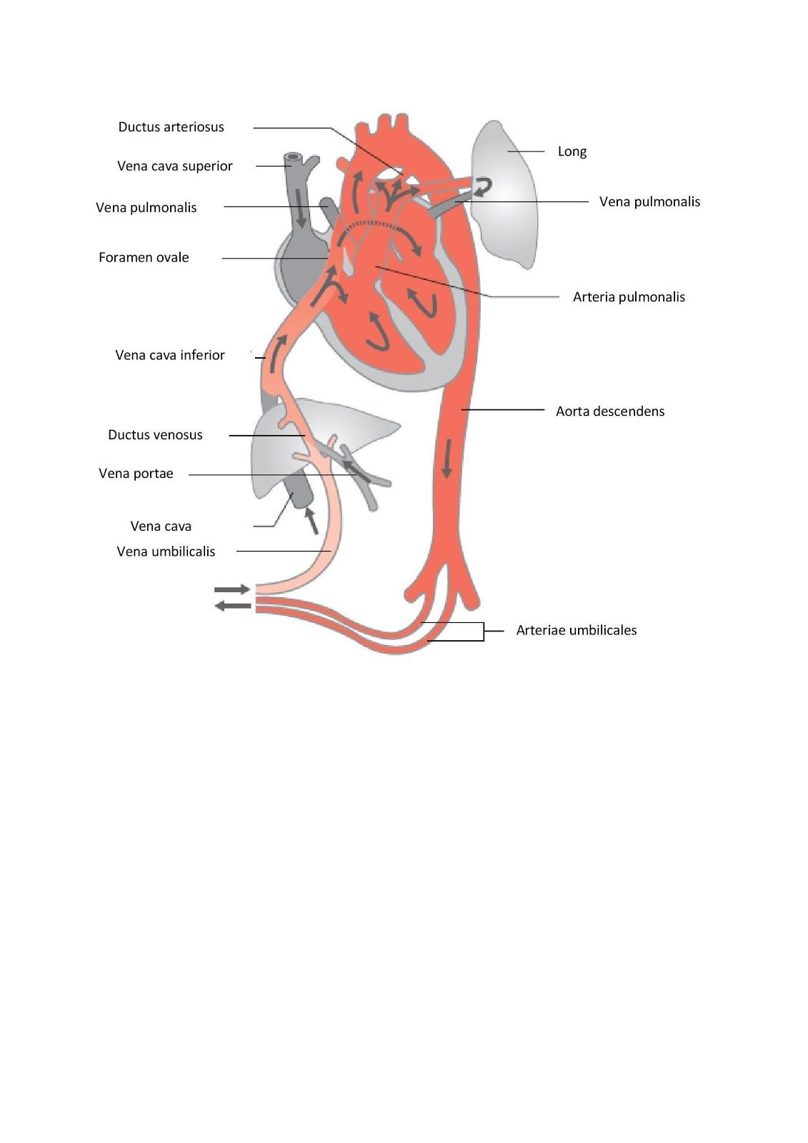 daalt als het bloed uit de ventrikels stroomt en wordt uiteindelijk lager dan die van de aorta en de arteria pulmonalis, waardoor aorta- en pulmonalisklep weer sluiten (2e harttoon). 1.