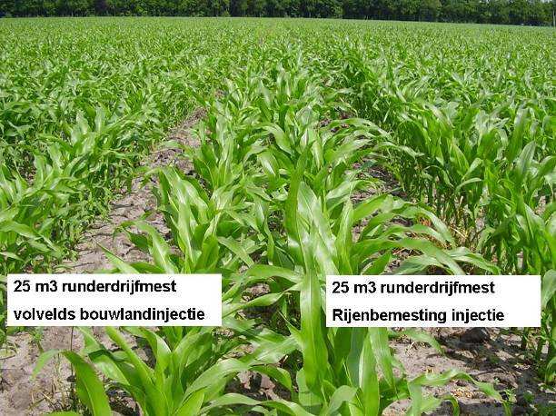 3 Resultaten 3.1 Beginontwikkeling Op 25 juni zijn de behandelingen op de vier locaties visueel beoordeeld.