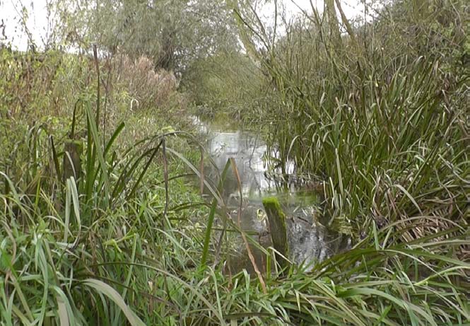 Velperwaardbeek abiotische en ecologische oriëntering Foto 8. Oude duiker met terugslag klep om rivierwater buiten te houden Foto 9.