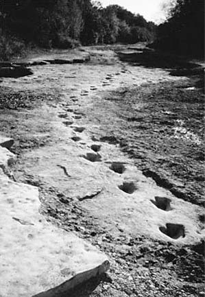 Jurassic Park Nog regelmatig worden er in oude aardlagen skeletonderdelen en voetsporen aangetroffen van dinosauriërs. Zie de foto.