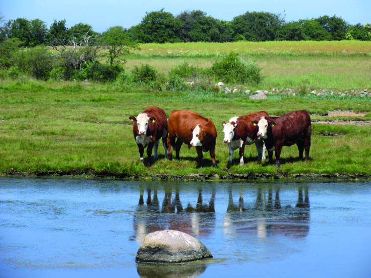 Vanuit het beleid wordt er de laatste jaren dan ook veel aandacht geschonken aan rationeel waterbeheer bij alle waterverbruikers (zuinig en zo efficiënt mogelijk water gebruiken) en aan het