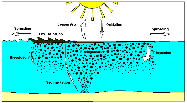 2.3. Olievervuiling Olie is een mengsel van oplosbare en niet-oplosbare stoffen. De niet-oplosbare stoffen in olie kunnen een op het water drijvende laag vormen (http://www.natuurinformatie.nl) 1.