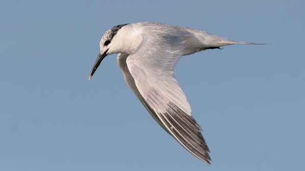 Grote Stern - Koen Devos Toekomst Het onderzoek dat momenteel wordt gevoerd heeft voornamelijk tot doel de verstorende effecten van de windparken op lokale zeevogelpopulaties na te gaan.