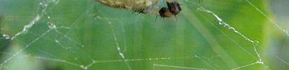 Nieuwsbr. Belg. Arachnol. Ver. (2009),24(1-3): 166 Het valt daarbij op dat het gaat om spinnen uit verschillende families: Araneidae, Thomisidae, Theridiidae en Pholcidae.
