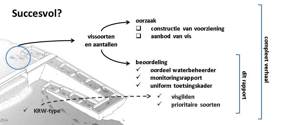 Figuur 13 Verschillende vissoorten in verschillende aantallen passeren vismigratievoorzieningen, maar wanneer is een voorziening nu ook succesvol?