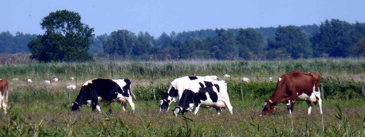 Programma 2 Dongeradeel Leeft Dongeradeel wil een gemeente zijn met blijvende ontwikkelingsmogelijkheden op het gebied van wonen, recreëren en voorzieningen voor zowel de dorpen als voor Dokkum.