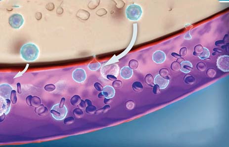 stamcel Mozobil beenmerg Afbeelding 2 bloedvat beenmerg stamcel Afbeelding 3 Plerixafor is geen groeifactor, zoals G-CSF, die voor vermeerdering en uitrijping van de stamcellen zorgt in het beenmerg.