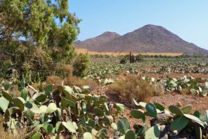 flamenco voorstelling bijzonder aan te raden! Dag 7 tot 8: Sevilla - Córdoba 135 km 2 overnachtingen in Córdoba Na het ontbijt reist u oostwaarts richting Córdoba, het centrum van Moors Spanje.