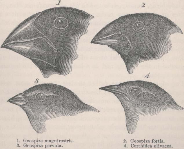 ecologische selectie zĳn Darwins vinken van de Galápagos eilanden. Deze vogels hebben zich gespecialiseerd door veranderingen van de snavelvorm (zie Figuur 1).