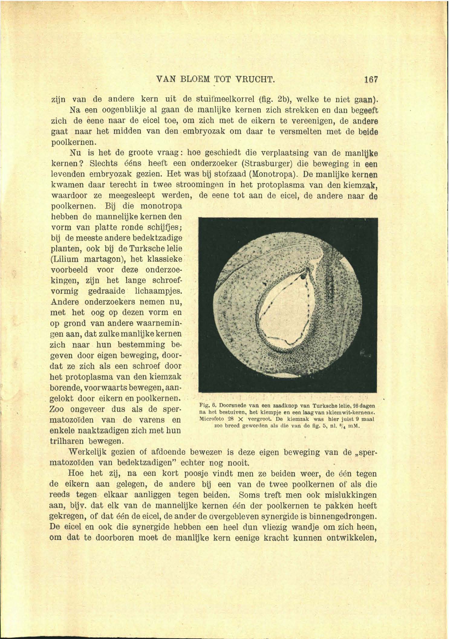 VAN BLOEM TOT VRUCHT. 167 zijn van de andere kern uit de stuifmeelkorrel (fig. 2b), welke te niet gaan).