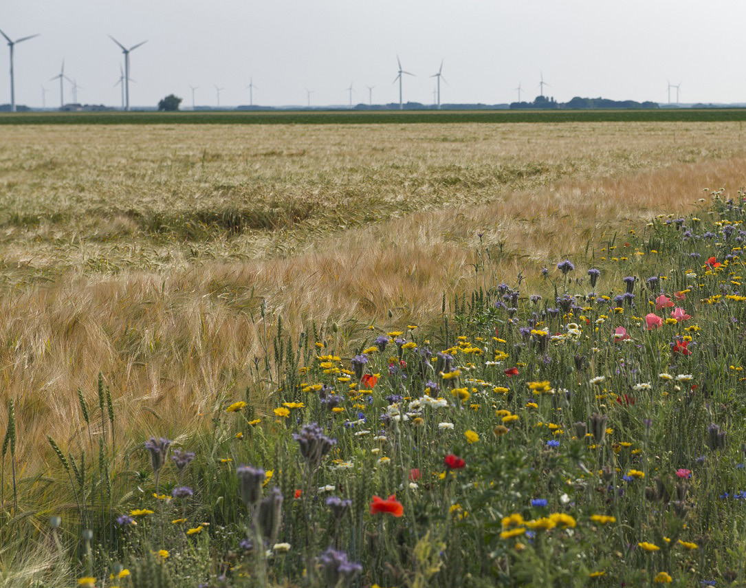 3 In het huidige natuurbeleid wordt veel energie gestoken in zogenaamd agrarisch natuurbeheer: maatregelen zoals het inzaaien van bloemrijke akkerranden om de negatieve gevolgen van de landbouw op de