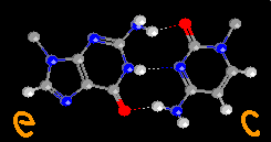 Fig.1. Structuur van een nucleotide uit DNA. Elke nucleotiden bestaat uit een fosfaatgroep, een pentose (= een suiker met 5 koolstof atomen) en een stikstofbase.