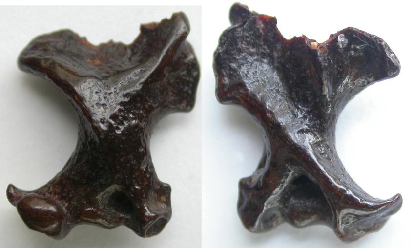 VOLUTA 18/1 februari 2012 en de Zuurlandboringen van Leen Hordijk in Brielle. Uit het Pleistoceen is ook een kleinere soort bekend: Talpa minor. Hiervan zijn in Tegelen veel resten gevonden.